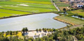 Organizações de produtores de arroz vão reunir-se para exigir apoios para o setor