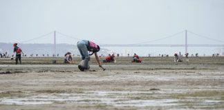 Autoridades continuam a procurar mariscador desaparecido no Montijo