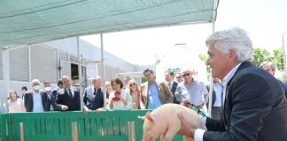 Montijo está no topo da produção de carne de suíno