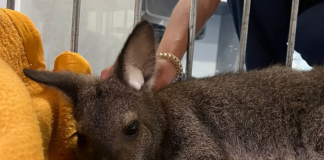 Capturado canguru que se encontrava à solta em Almada