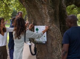 Almada adere a campanha europeia para dar a conhecer o valor das árvores em meio urbano