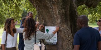 Almada adere a campanha europeia para dar a conhecer o valor das árvores em meio urbano