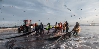 Na Costa e na Fonte da Telha restam seis “companhas” de arte-xávega
