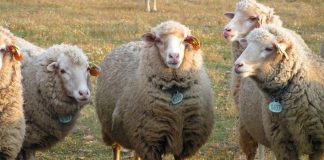 Governo prepara reforço de apoios e plano para combater língua azul