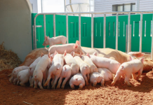 Alcochete/Montijo venderam 400 milhõesde euros/ano de carne de porco