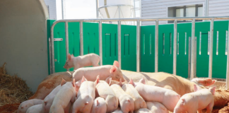 Montijo é responsável pelo abate nacional de 30 por cento de suínos