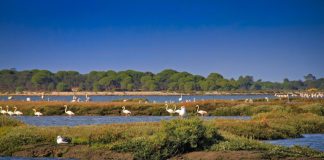 Estuário do Sado é uma das zonas marinhas monitorizadas pelo projeto CoastNet 2030