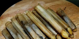 Captura de lingueirão no Sado com limite diário de 70 kg P1130524