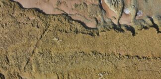 Fósseis encontrados em praia de Grândola pertencem a baleias com 10 milhões de anos 636812819 1404511961720223 6089435696218289614 n