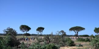 ICNF diz que abate de pinheiros em Sesimbra não precisava de autorização 650729782 122169653372906117 9070951658620771833 n