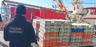 Polícia Marítima apreende 984 quilos de tamboril no porto de Pesca de Sines Sines27mar