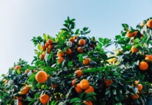 Quercus quer chumbo do projeto de tangerinas em Alcácer do Sal Tangerinas