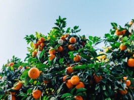 AM de Alcácer do Sal pede reapreciação de DIA a projeto de tangerinas Tangerinas
