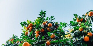Quercus quer chumbo do projeto de tangerinas em Alcácer do Sal Tangerinas