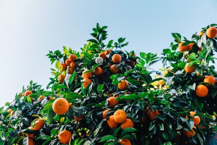 Tangerinas Tangerinas