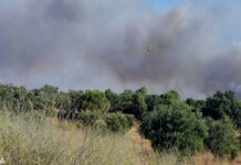 Setúbal compensa munícipes que colaboraram no combate ao incêndio no Sado Fogo Faralhao