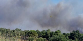 Setúbal compensa munícipes que colaboraram no combate ao incêndio no Sado Fogo Faralhao