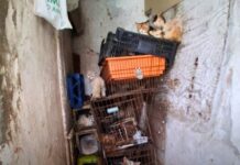 Resgatados cerca de 70 animais em condições inadequadas de higiene em Setúbal 800483004 1760566495094772 3528782071251844630 n