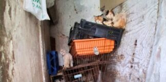 Resgatados cerca de 70 animais em condições inadequadas de higiene em Setúbal 800483004 1760566495094772 3528782071251844630 n