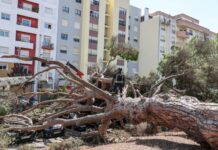 Queda de pinheiro centenário em Setúbal provocou estragos em nove automóveis Pinheiro centenario classificado ICNF cai Vanicelos 2026 5 2048x1365