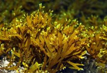 Alga invasora alastra na costa de Sines e ameaça biodiversidade Rugulopteryx okamurae gc