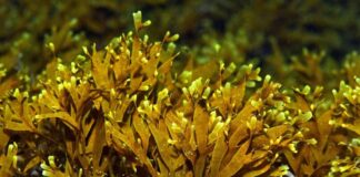 Alga invasora alastra na costa de Sines e ameaça biodiversidade Rugulopteryx okamurae gc