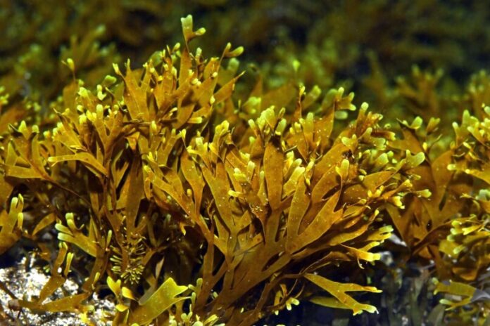 Rugulopteryx okamurae gc
