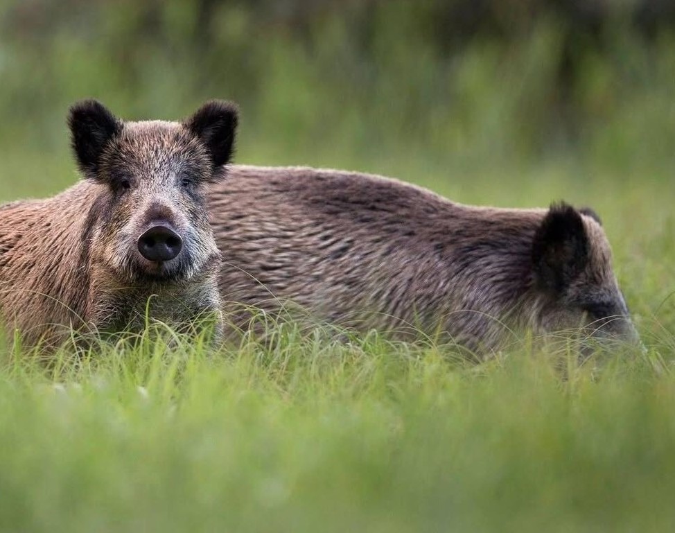 Quercus defende plano “estruturado e abrangente” para controlar aumento de javalis Javalis